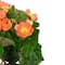 11" Coral Pink Potted Silk Begonia Floral Arrangement